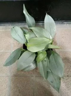 速達付きぷうぷう様 リクエスト 2点 まとめ商品