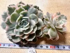 こ*ち様 4944新入荷　オンスロー錦　エケベリア　多肉植物　撮影3月1日