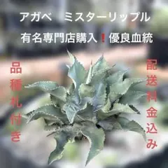 有名専門店購入の超優良血統3年目美株❣️アガベミスターリップル❣️送料と品種札付き❣️のサムネイル