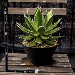 【大株】【鉢のまま発送】0836アガベ ホリダ 健康美株！大株6号】アガベ・ホリダ/発根済