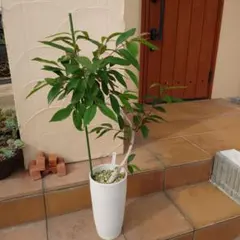 ⭕️超メルカリ市終了迄　アマゾンオリーブ　曲げ仕立て　ロング鉢植え　夏は屋外育成 アマゾンオリーブ 曲げ仕立て ロング鉢植え 夏は屋外育成 - メルカリ