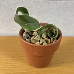 2026年最新】万年青 獅子の人気アイテム - メルカリ