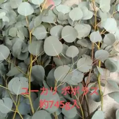 컷 유칼립투스 포플러스 약 745g