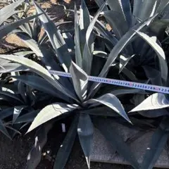 2026年最新】アガベ オアハカセンシスの人気アイテム - メルカリ