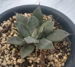 2025年最新】アガベパリーボーダーガードの人気アイテム - メルカリ