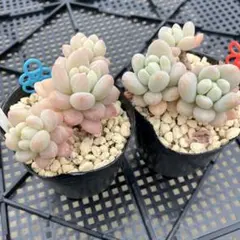 らびっと♡なな様 リクエスト 2点 まとめ商品