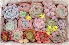 R＆Ｎ様 リクエスト 2点 まとめ商品