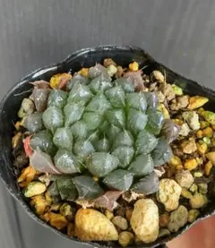 プルートママ様 リクエスト 2点 まとめ商品