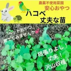 Item thumbnail for item 8f75effa-cdfb-40e6-b5df-b634a550bde5