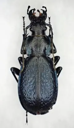 2026年最新】オサムシの人気アイテム - メルカリ