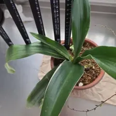 2026年最新】万年青 鉢の人気アイテム - メルカリ