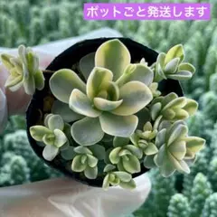 数量限定♡子持ち蓮華錦 鏡花 カット苗 多肉植物 多肉植物 子持ち蓮華 錦 鏡花 抜き苗 - メルカリ