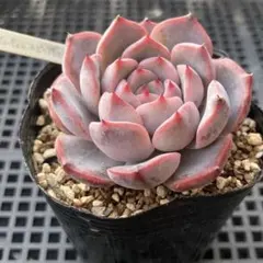 2025年最新】ザラゴーサの人気アイテム - メルカリ