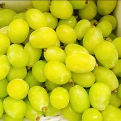 本州クール便込み【信州中野市産 あんず＆さくらんぼセット】長野県産 
