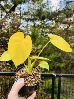 2026年最新】モンステラ・ポトスの人気アイテム - メルカリ