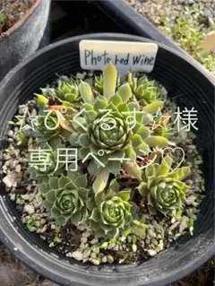 ☆ぴくるす☆様 専用ページ♡