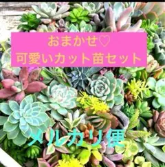 多肉植物　可愛いエケベリア・セダムカット苗セット　多肉弁当　メルカリ便発送