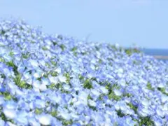 mikoさま専用·͜·♡