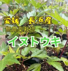 2026年最新】セリ 苗の人気アイテム - メルカリ