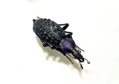 【特価品！】美麗！イボカブリモドキ 標本 4匹セット マイマイカブリ 昆虫標本 2026年最新】マイマイカブリ 標本の人気アイテム - メルカリ