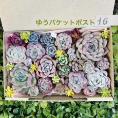✾16多肉植物　エケベリア　寄せ植えセット　詰め合わせ　カット苗　錦