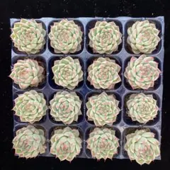 XY744P　エケベリア・ドリームローズ　16苗　多肉植物　土根付き　エケベリア