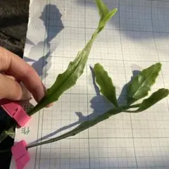 ミジンコ様 リクエスト 3点 まとめ商品