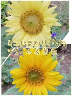 花の種 ミニひまわり クリーム＆黄色 50粒のサムネイル