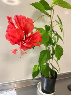 2段咲きハイビスカス⑩ フラミンゴ オレンジ色 挿し木苗 - メルカリ