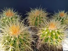 人気植物‼️ 野狐Opuntia pycnantha レア種　カット苗 大変可愛い 人気植物‼️ 野狐Opuntia pycnantha レア種 カット苗 大変可愛い