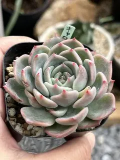 kuronyan210125様 リクエスト 3点 まとめ商品