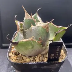 2026年最新】アガベ 鉢の人気アイテム - メルカリ