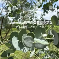 kunimitsu様専用ご商談中でございます…*＊ …*＊