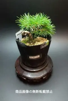 那須五葉松(なすごようまつ) 盆栽 素材 那須五葉松 | 盆栽、盆栽書籍、盆栽鉢の通販│近代出版