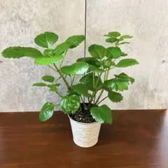スウェーデンアイビー 観葉植物 白ブリキ缶 このまま発送のサムネイル
