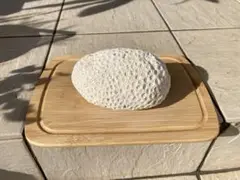 サンゴ　一点物　沖縄　海　インテリア