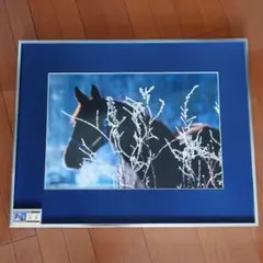 Item thumbnail for item 36a16c07-ebfc-4dac-a8c4-28a3e5a93d04