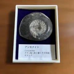 アンモナイト 化石 Goniatites モロッコ産