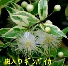 2026年最新】ギンバイカの人気アイテム - メルカリ