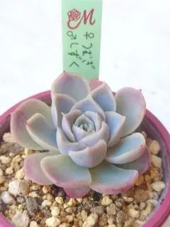 2026年最新】miya苗の人気アイテム - メルカリ