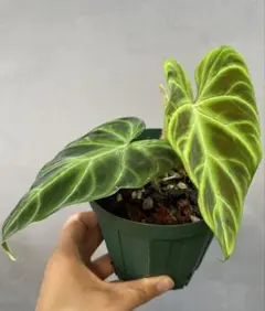 フィロデンドロン ミカンス ピンクミント Philodendron micans - メルカリ