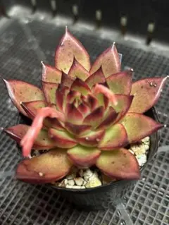 黒檀エボニー 多肉植物 エケベリア 韓国苗 カット苗 3苗セット 現品