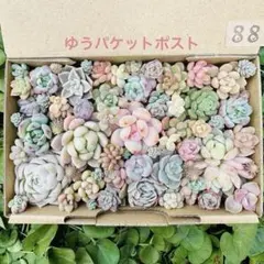 ✾88ちまちま寄せ植え　カット苗　多肉植物　寄せ植えセット　詰め合わせ