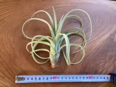 Ben様 リクエスト 2点 まとめ商品