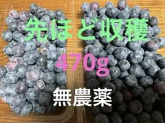 今季初　新鮮 ブルーベリー 2パックセット　今朝収穫のサムネイル