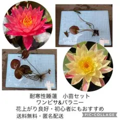 にこり様 リクエスト 2点 まとめ商品