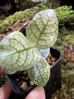 エピスシア フェイディドジェイド Episcia Faded Jade - メルカリ