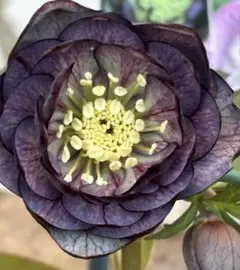 2026年最新】クリスマスローズウインターシンフォニー の人気アイテム