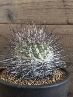 2025年最新】黒刺天平丸の人気アイテム - メルカリ