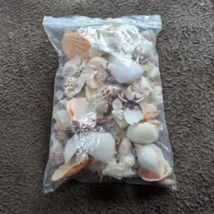 貝殻セット 多様なサイズと形状　500g